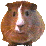 animated_guineapig