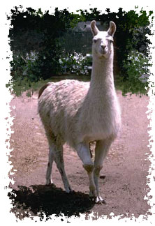 real_llama
