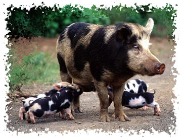 real_pigs