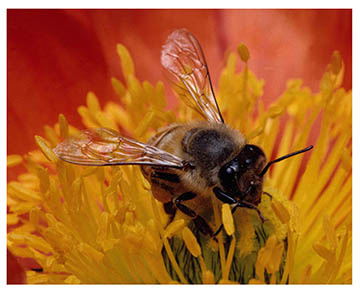 real_honeybees