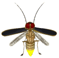 animated_firefly