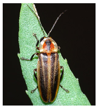 firefly