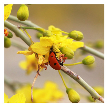 real_ladybug
