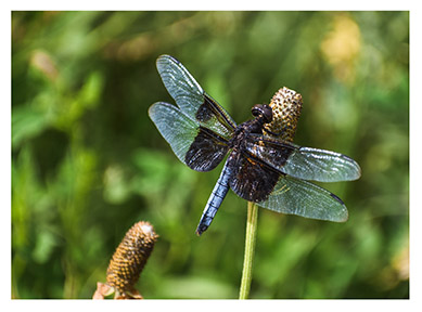 real_dragonfly