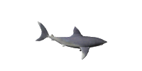 animated_fish