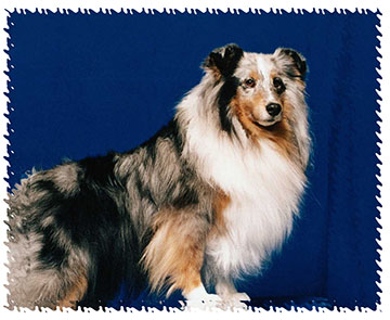 Australian_shepherd