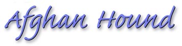afghan_hound_title