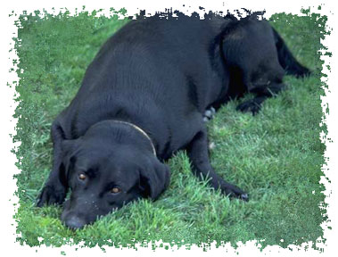 real_labrador_retriever