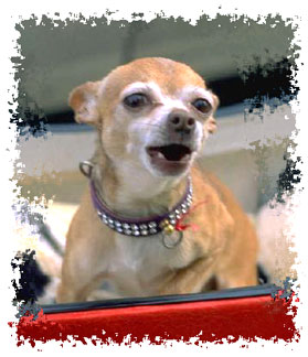 real_chihuahua