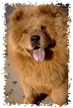 real_chow
