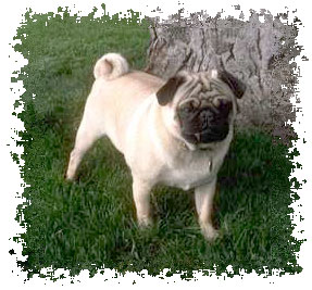 real_pug