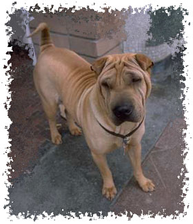real_shar_pei