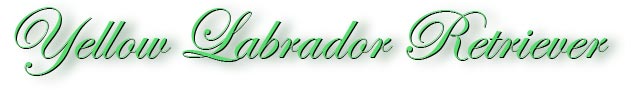 labrador_retriever_title