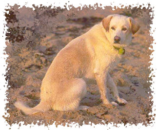 real_yellow_lab