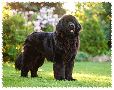 newfoundland