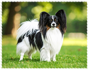 papillon