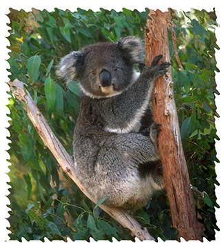 koala