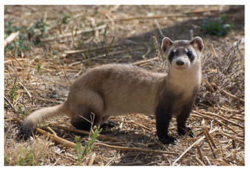 ferret