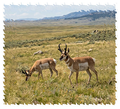 pronghorn