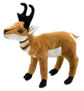 pronghorn