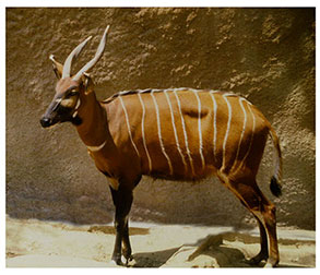 real_bongo