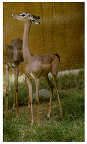 real_gazelles