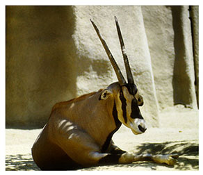 real_oryx