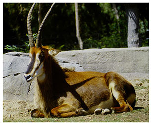 real_redsable