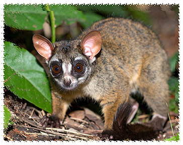 real_bushbaby