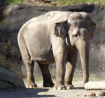 asian_elephant