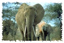 real_elephants