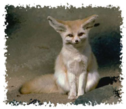 real_fennec_fox
