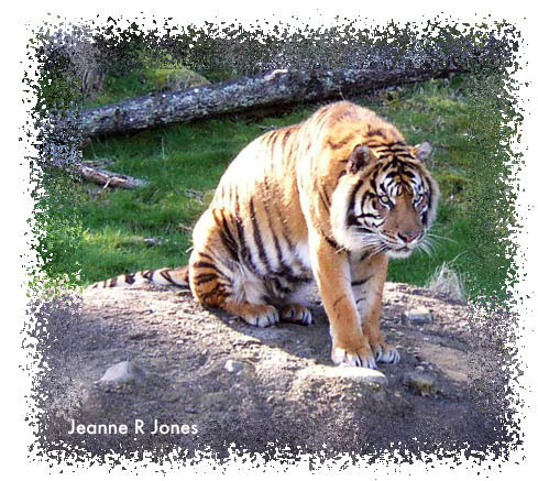 real_bengaltiger