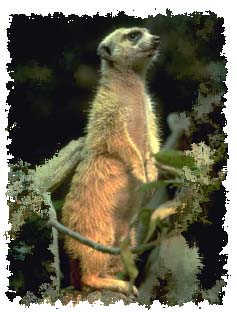 meerkat