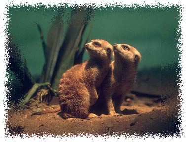meerkat
