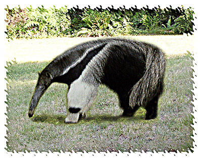 real_anteater