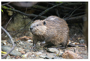 real_beaver