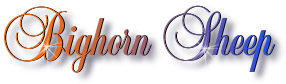bighorn_sheep_title