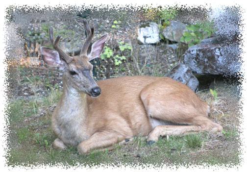 mule_deer
