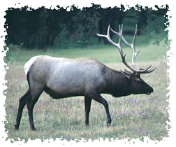 real_elk