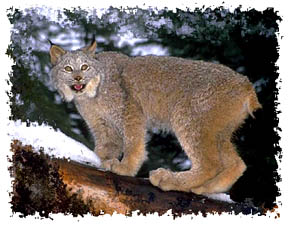 real_lynx