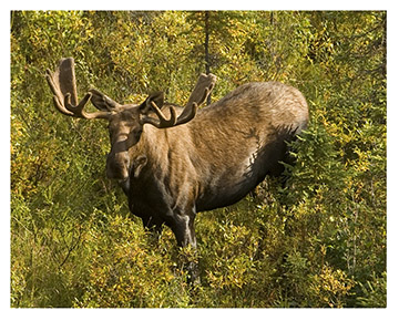 real_moose