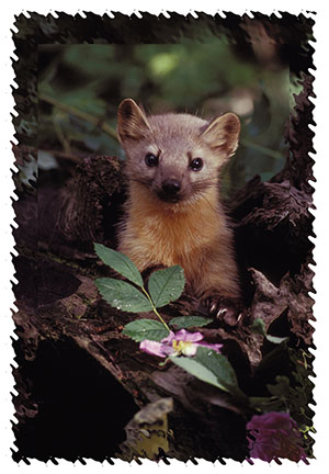 pine_marten_plush_toy