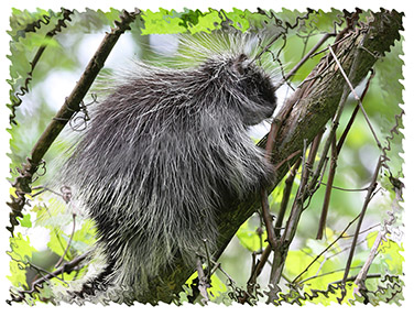 real_porcupine