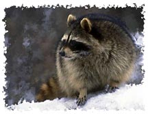 real_raccoon