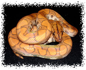 rainbow_boa