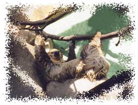 real_sloth