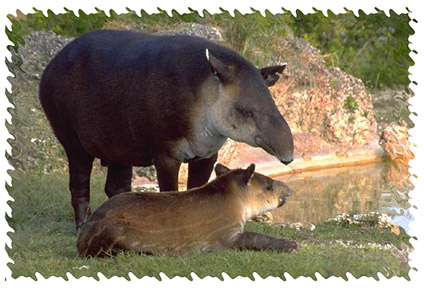 real_tapir