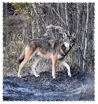 red_wolf