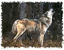 real_wolf